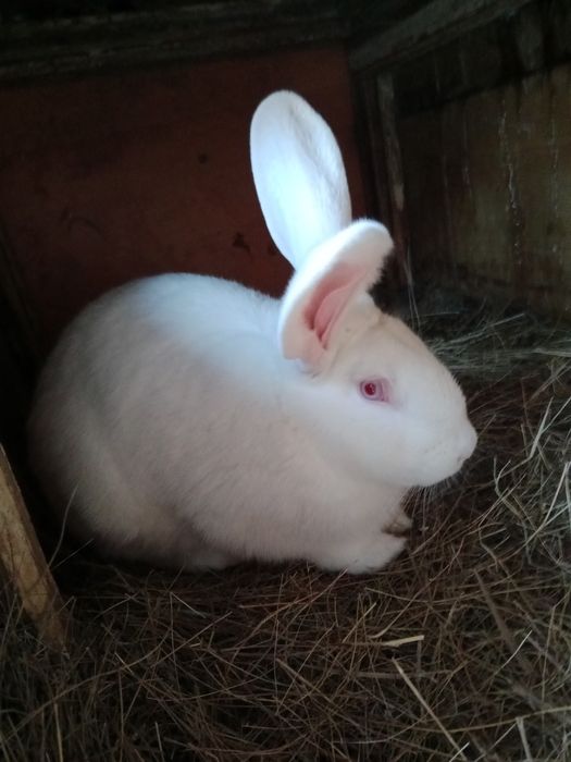 Кролики на развод