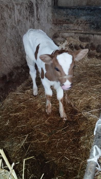 Ona bola sigir sotiladi