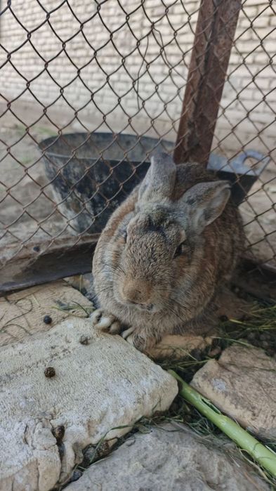 Flandir zotdor quyonlar