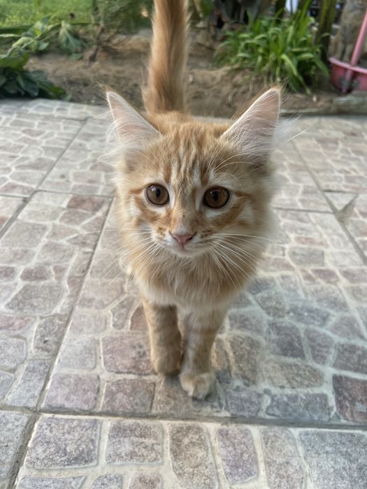 бесплатно уличные котята