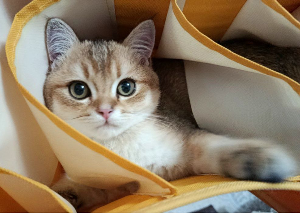 Залатисти шиншила