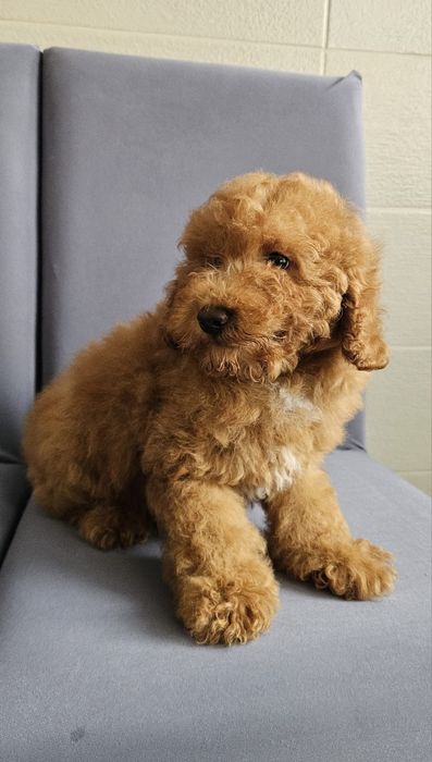 Băiat Caniche Miniatura
