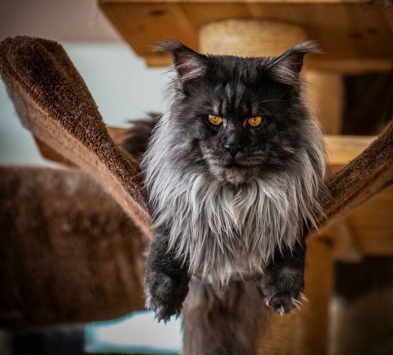 "ЧЁРНЫЙ БРИЛЛИАНТ" - Мейн Кун котята