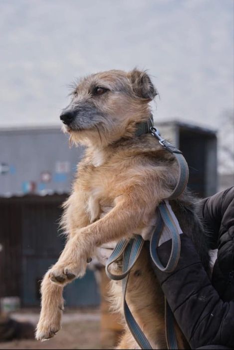 ПорОдиСтыЕ соБаЧки в приюте