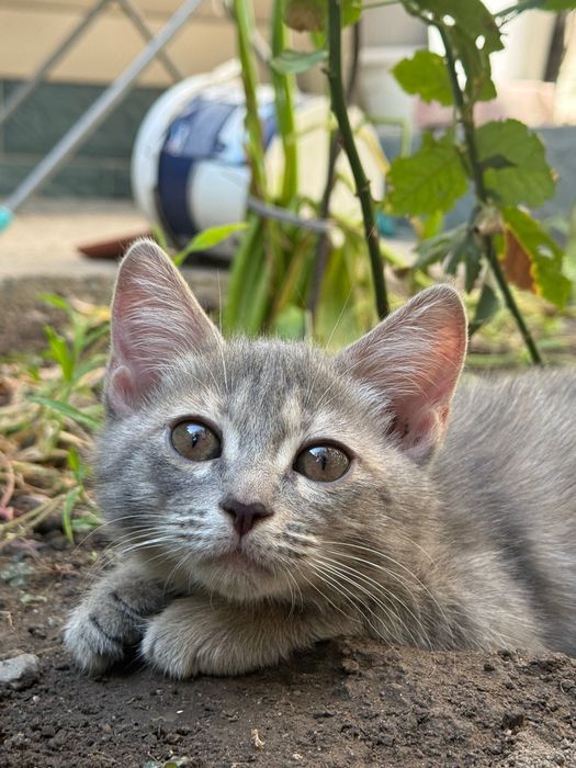Отдам котенка в добрые руки