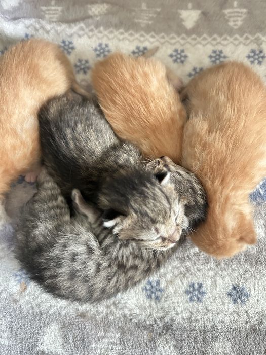 котята(мальчики)