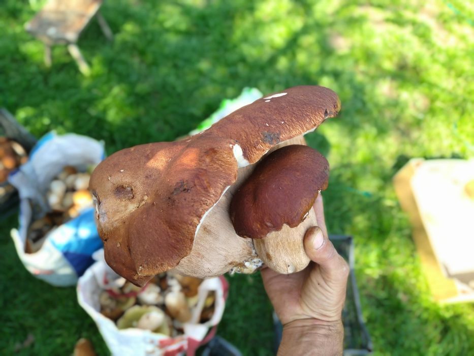 Vand manatarci ( hribi / boletus )