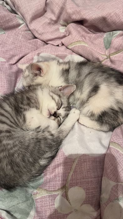 Шиншилы котята 2месяцные