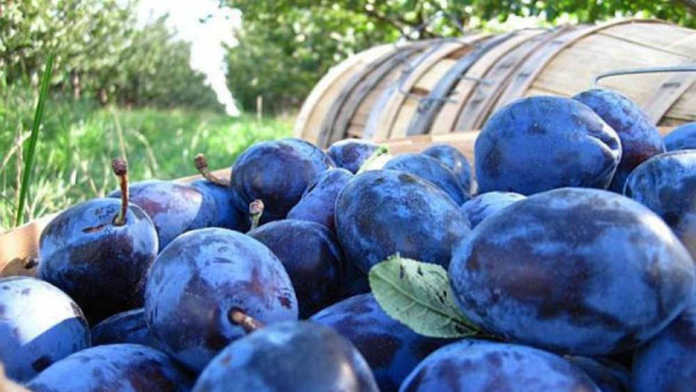 Vand prune negre culese