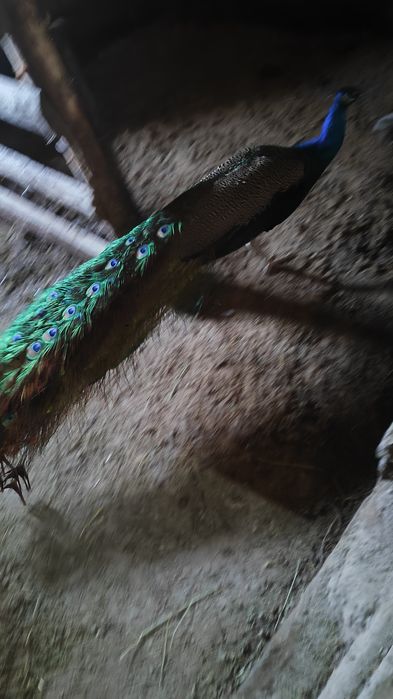 Павлин 3 года , самец