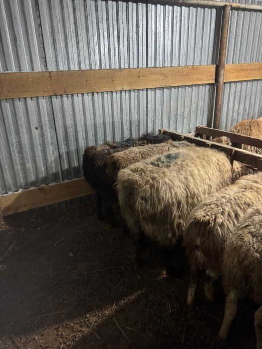 Продажа баранов в городе