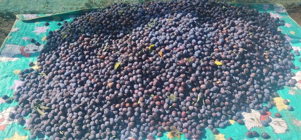 Prune de vânzare