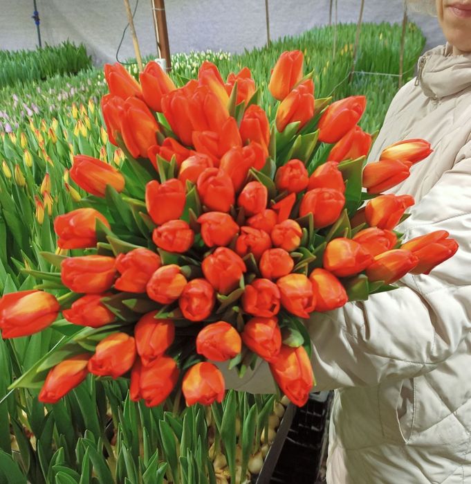 •Тюльпаны •цветы