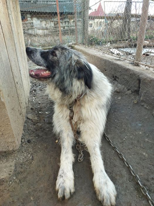 Donez Metis Ciobanesc de Bucovina