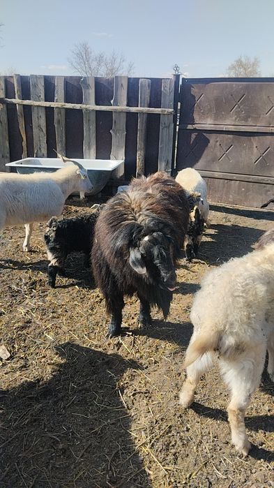 Продам Козла. Производитель.