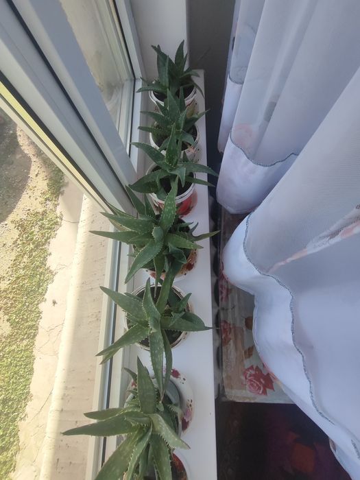 Алоэ комнатное растение