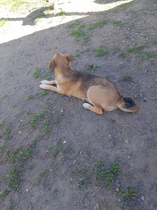 Мальчик 5 мес в добрые руки