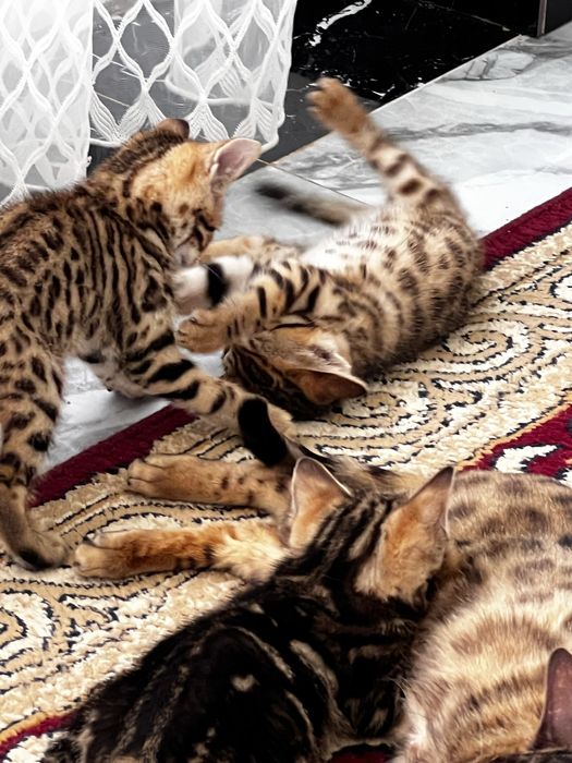 Бенгальские котята