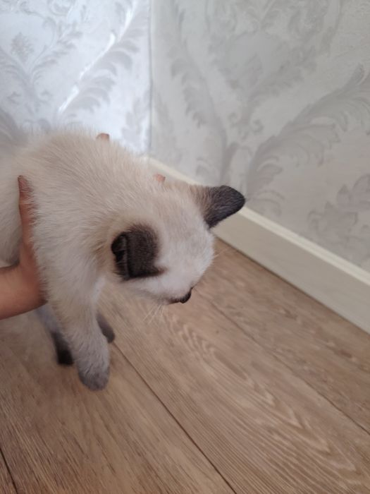 Котёнок маленький