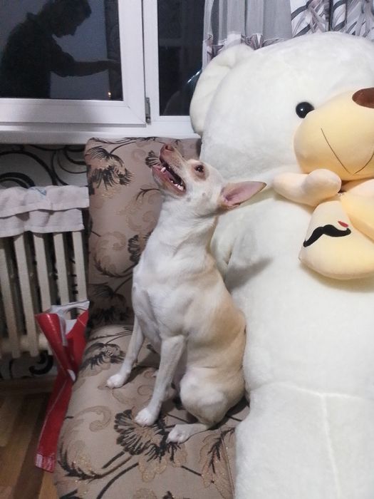 Тойчик скчка окрас белая