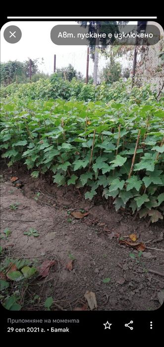 Касис - френско грозде