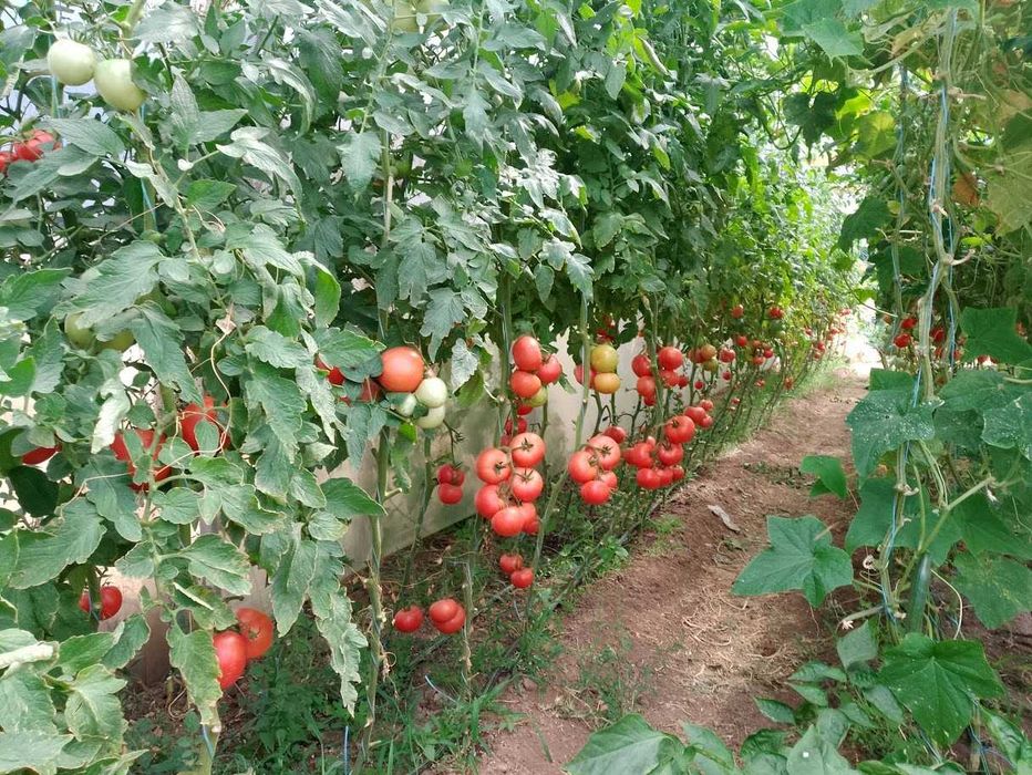Продавам селски розови домати краставици пресни зеленчуци - София , с. Бусманци - само на място