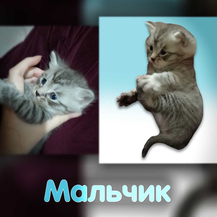 Продам Шотландских Котят