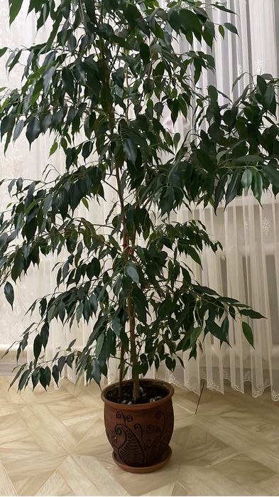 Дерево Бинджамино