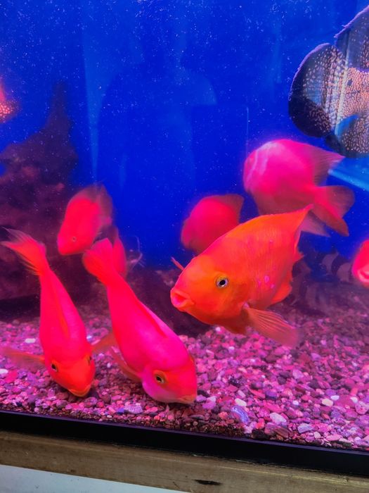 Продаю Крупных попугаев