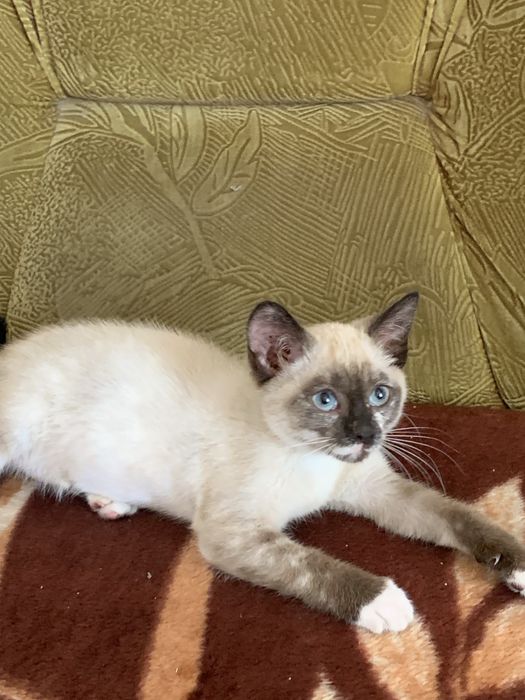 Сиамские котята в добрые руки