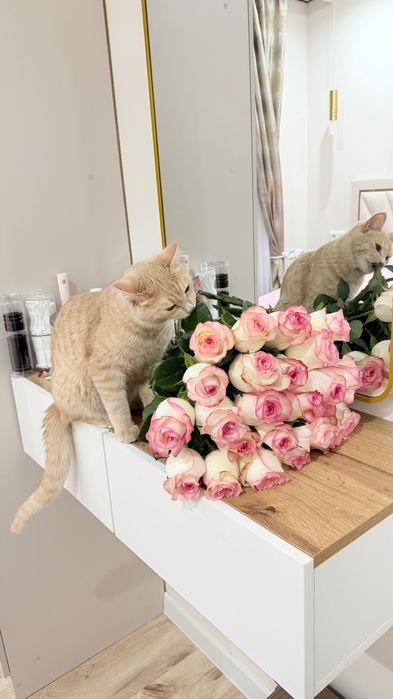 Кошка мысық тегін бесплатно