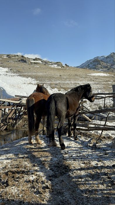 Лошадь жылкы откорм