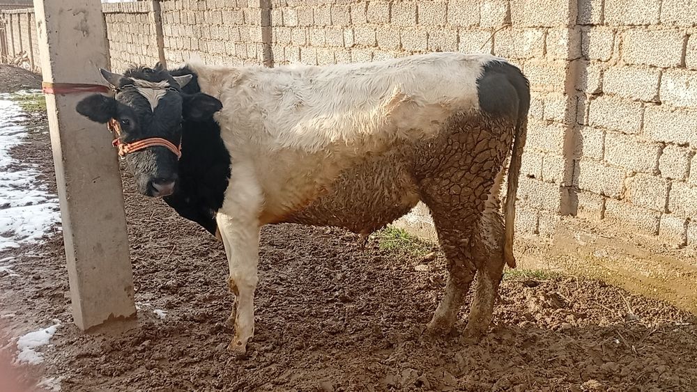 Boqma buqacha sotiladi sogʻlom uyda boqilvotgan