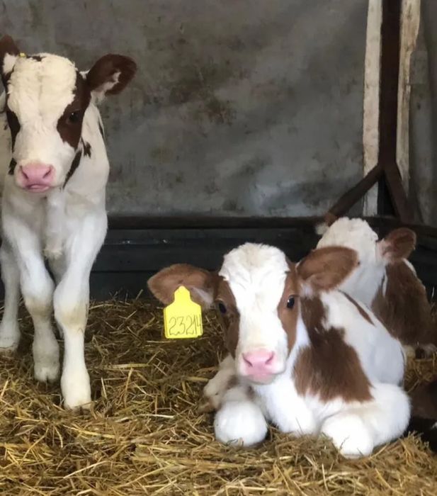 Симментал бұқаларының бычки бұзаулары