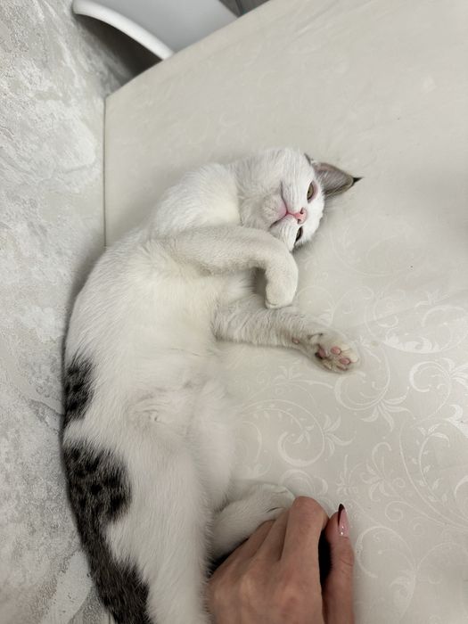 Продам белую кошку красивый умный хороший