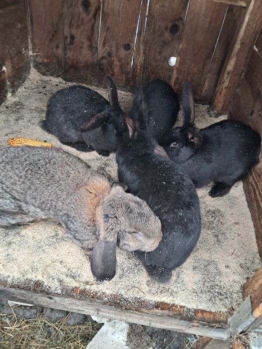 Iepuri berbec german