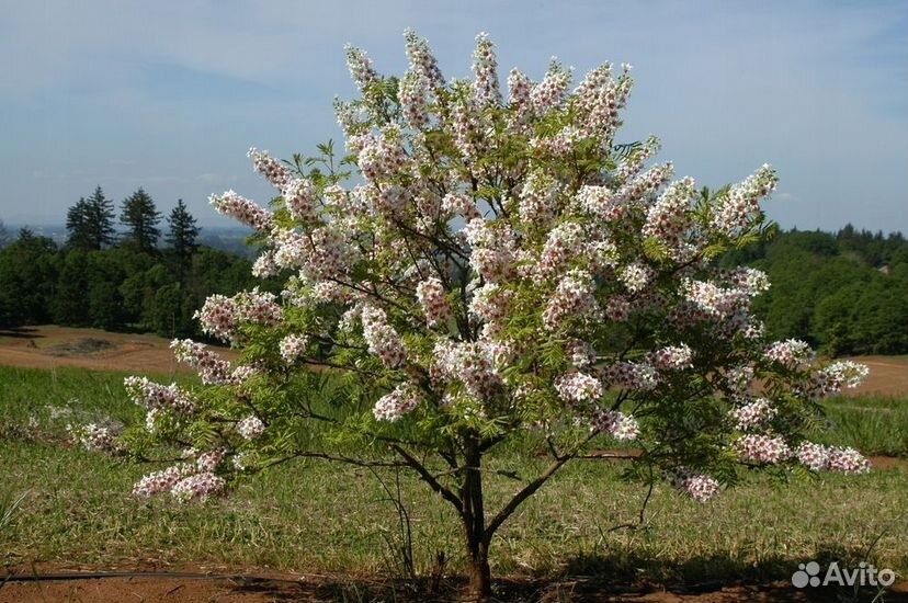 Чекалкин орех привитий