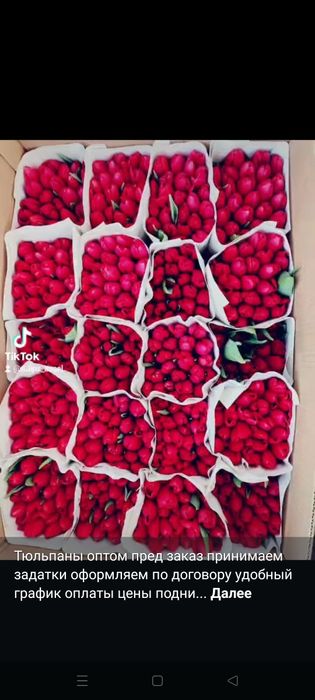 Тьюльпаны оптом с теплицы