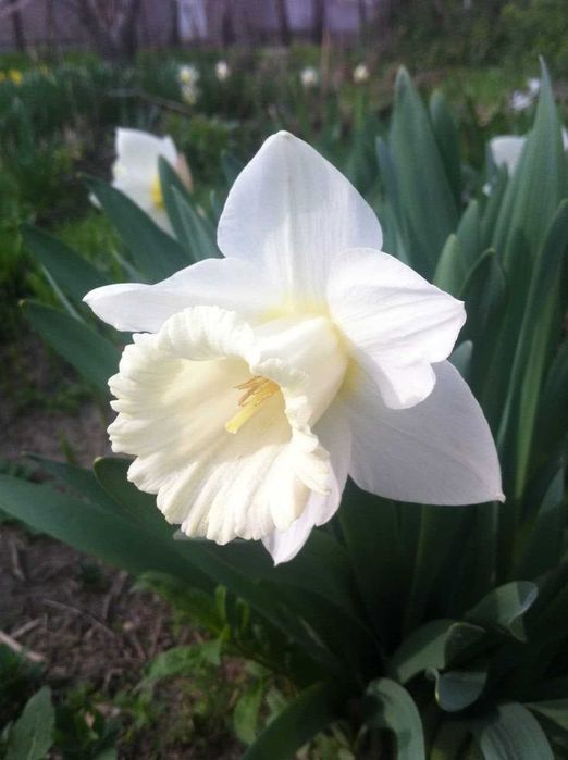 луковицы сортовых тюльпанов,трубчатых нарциссов,белых гиацинтов