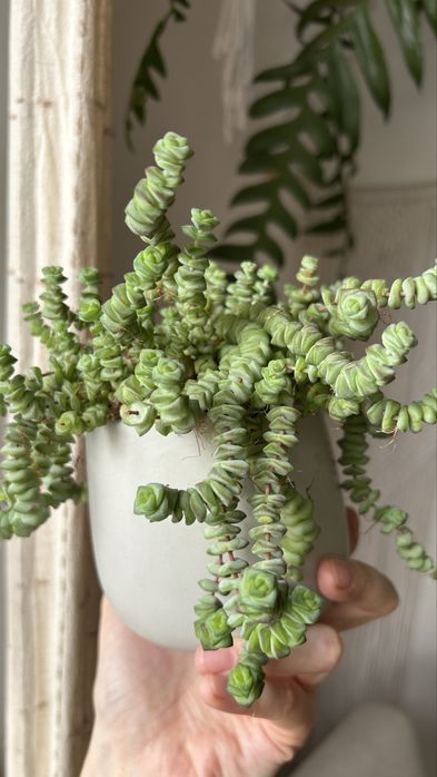 Крассула хоттентот