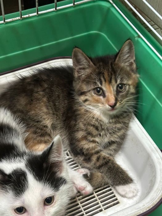Котята в добрые руки!