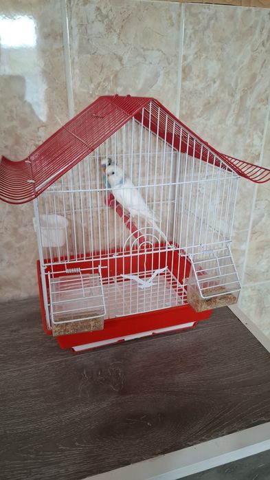 Продам двух попугайчиков с клеткой