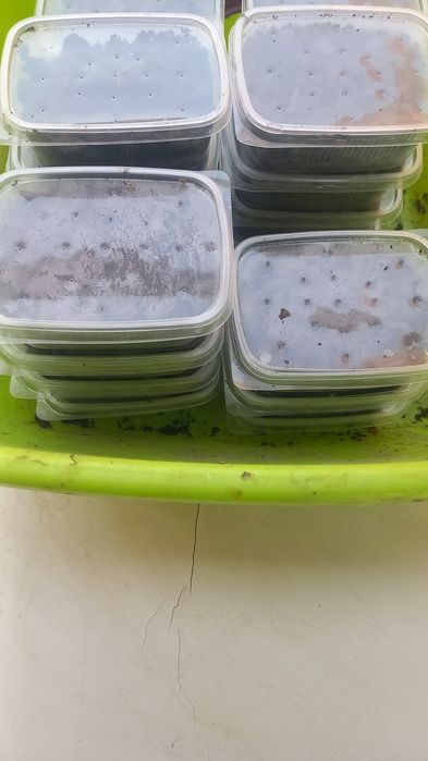 черви для ловли рыбы