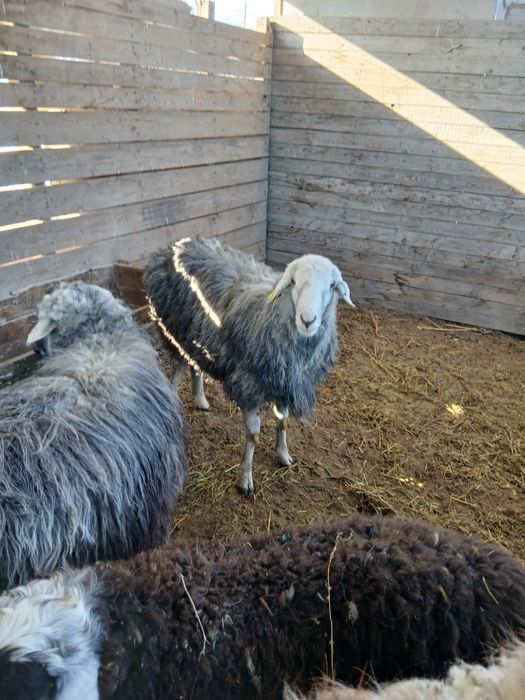 Продам кошкаров.