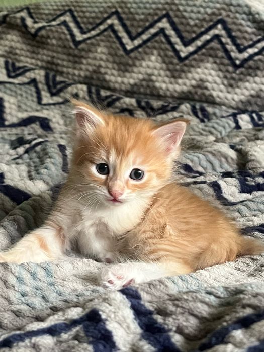 Отдам Роки в добрые руки