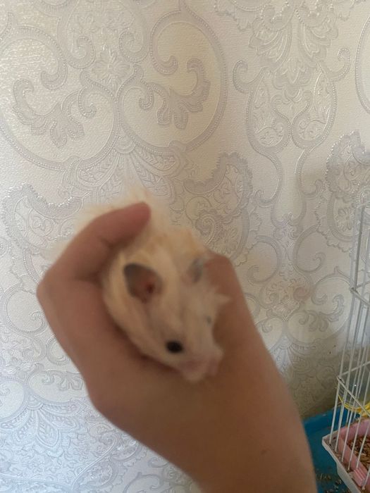 продам хомяк сириский 5шт
