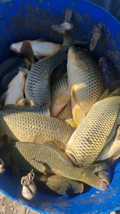 Карп рыба свежая оптом