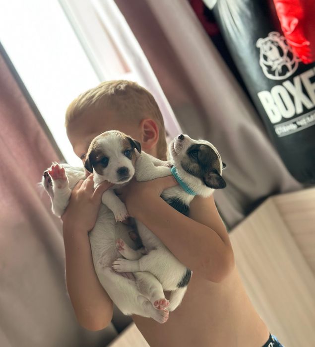 Джек Рассел терьер