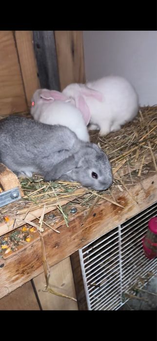 Berbec german pitic si cap de leu