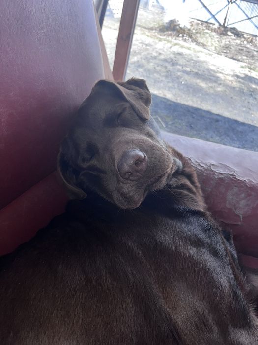 Вязка лабрадор мальчик шоколадного окраса